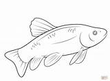 Trout Coloring Rainbow Fish Pages Tarpon Barracuda Printable Drawing Color Fresh Getcolorings Getdrawings Animal Template sketch template