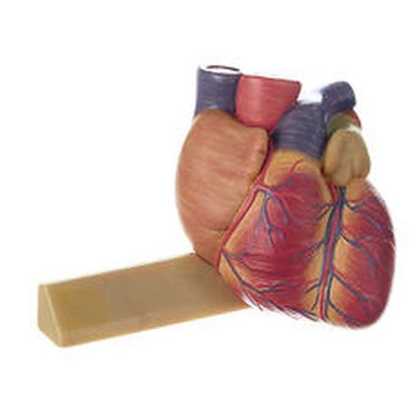 hs 2 1 heart biomedical models