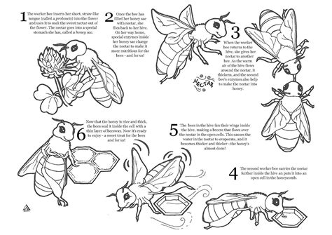 honey bee coloring page  picture coloring home