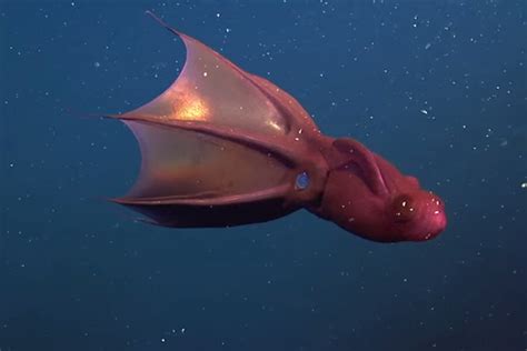 vampire squid discovery reminds