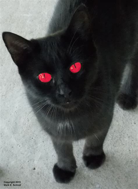 black cat  red eyes wwwpixsharkcom images galleries   bite