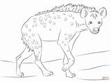 Hyena Hiena Moteada Hienas Kolorowanka Hyenas Mewarnai Iena Savana Ridens sketch template