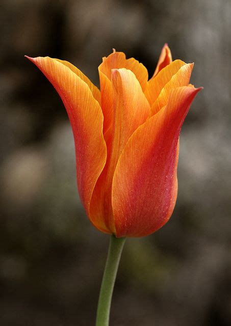 34 best images about tulipa on pinterest