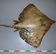Afbeeldingsresultaten voor Dipturus nidarosiensis. Grootte: 189 x 185. Bron: shark-references.com