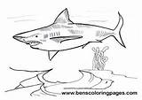 Megalodon Coloring sketch template