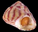 Afbeeldingsresultaten voor "gibbula Pennanti". Grootte: 127 x 106. Bron: alchetron.com
