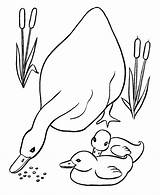 Coloring Ducks Pages Duck Easter Ducklings Printable Sheets Baby Kids Colouring Color Animal Mother Print Her Momma Feeding Children Choose sketch template