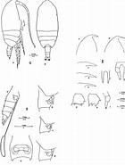 Afbeeldingsresultaten voor "clausocalanus Mastigophorus". Grootte: 140 x 185. Bron: copepodes.obs-banyuls.fr