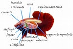 Afbeeldingsresultaten voor Pseudophichthys splendens Anatomie. Grootte: 149 x 100. Bron: acquariofili.com