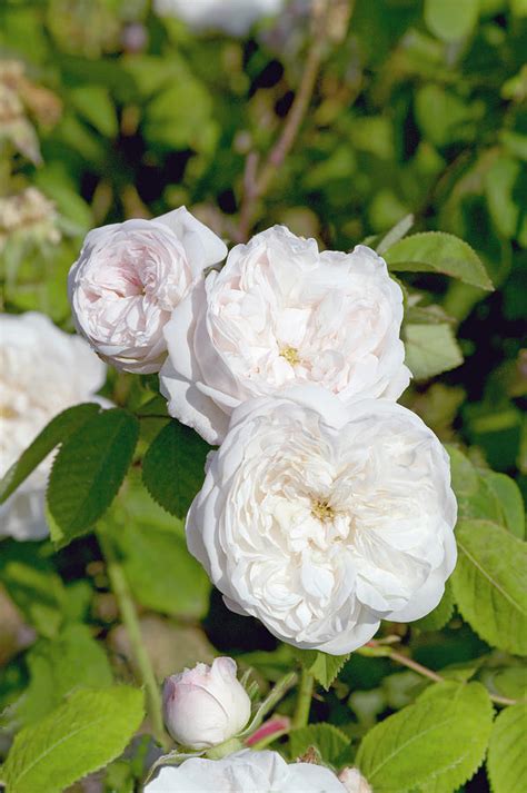 damask rose rosa madame hardy photograph by brian gadsby science