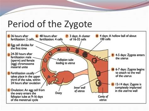 stages of pregnancy timeline timetoast timelines