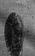 Afbeeldingsresultaten voor "paracalanus Indicus". Grootte: 99 x 185. Bron: copepodes.obs-banyuls.fr