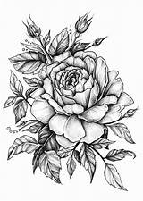 Sketch Tattoo Rose Flower Drawings Designs Drawing Beautiful Visit sketch template