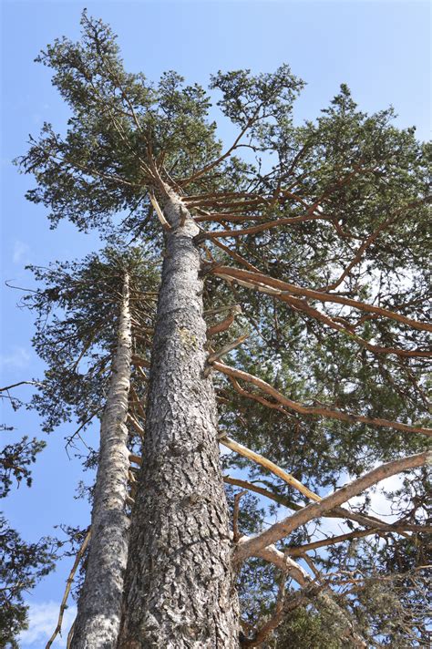 scots pine trees  cm tallnative evergreen pinus sylvestris yr