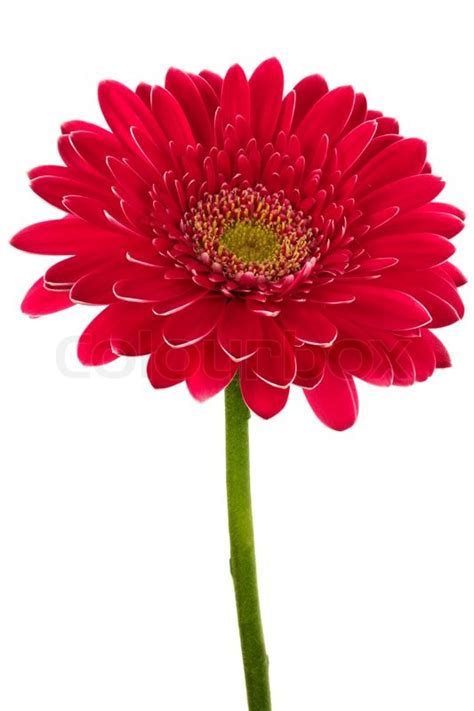 Beautiful brightly red flower on a white background  