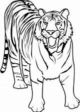 Tigre Tigres sketch template