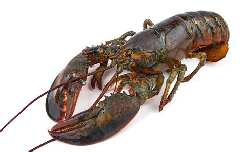 types  lobster