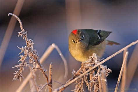 red crowned kinglet wwwmarkedellcom red crown red crown