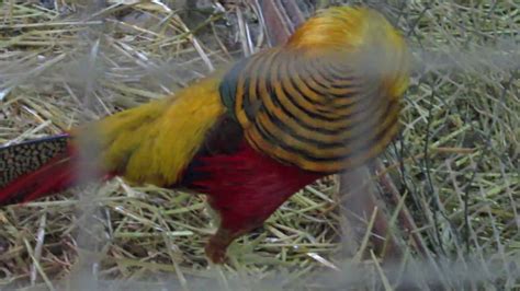 red golden s pheasant mating dance youtube