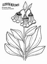 Coloring Bluebell Bluebells Designlooter Flowers Bellflower sketch template