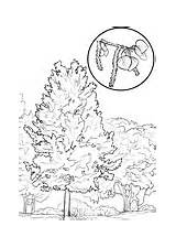 Coloring Tree Cypress Bald Aspen sketch template