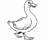 Duck Coloring Pages Kids Gif sketch template