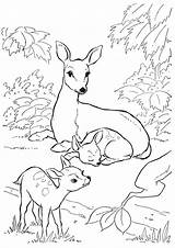 Reh Hirsch Ausmalbild Deer Momjunction sketch template