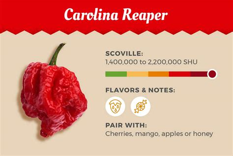 the world s hottest peppers you can cook with