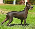 Bilderesultat for Meksikansk nakenhund. Størrelse: 114 x 95. Kilde: www.101dogbreeds.com