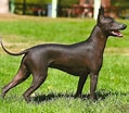 Bilderesultat for Meksikansk nakenhund. Størrelse: 119 x 104. Kilde: www.101dogbreeds.com
