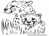 Cheetah Coloring Pages Cub Realistic Printable Animal Adults Wild Cubs Girls Getcolorings Getdrawings Library Clipart sketch template