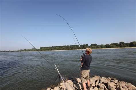 angeln im rhein enorme fischvielfalt blinker