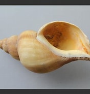 Afbeeldingsresultaten voor "neptunea Antiqua". Grootte: 176 x 185. Bron: www.aphotomarine.com