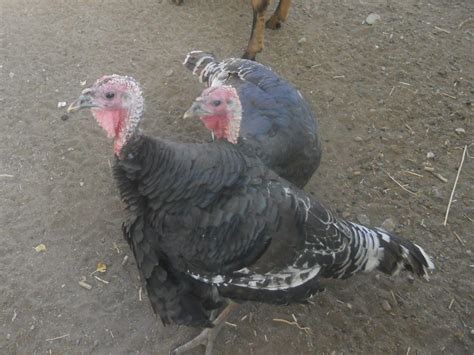 sexing broad breasted bronze turkeys  updated pics page