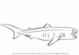 Shark Megamouth Draw Drawing Clipart Step Fishes Learn Webstockreview Tutorials sketch template