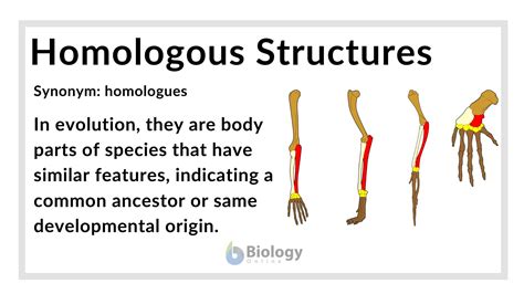 homologous structures definition  examples biology  dictionary