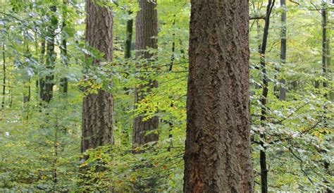 douglas fir  option  europe european forest institute
