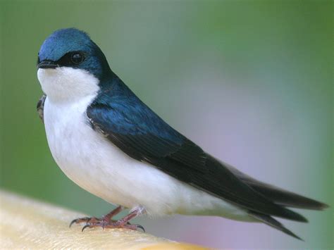 worldimageu colorful   types  birds  bird lovers