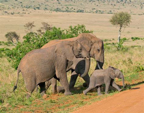 kenia reisen urlaub mit safari 2018 buchen touring afrika