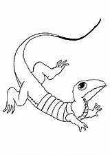 Hagedis Kleurplaten Eidechse Lezard Dieren Malvorlagen Lizards Animaatjes Lézard Hugolescargot Malvorlagen1001 Malvorlage sketch template