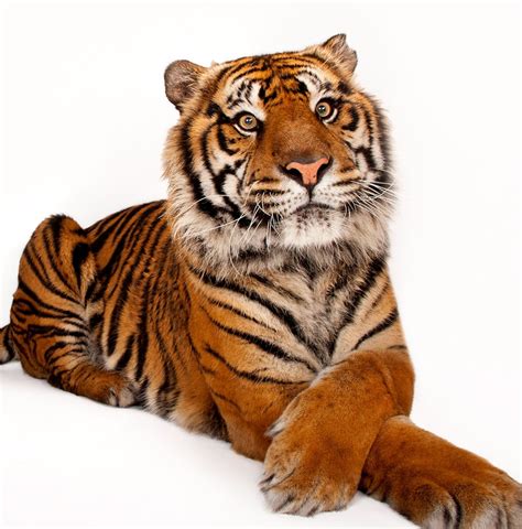 big cat  tiger king law proposed  protect big cats