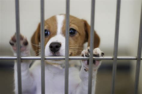 michigan animal shelter gas chamber ban bill passes state senate huffpost