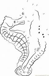 Dot Seahorse Lined Dots Connect sketch template