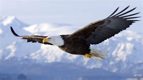 flying eagle wallpapers top  flying eagle backgrounds