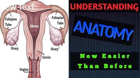 Anatomy Of Female Reproductive System Human Physiology
