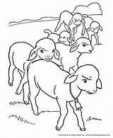 Coloring Farm Pages Sheep Lambs Flock Animal Animals Honkingdonkey Printable sketch template
