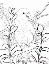 Coloring Pages Budgie Cockatoo Conure Sun Drawing Goffin Color Getdrawings Popular sketch template