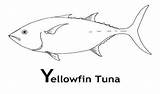 Tuna Coloring Pages Fish Colouring Sheets Sketchite sketch template