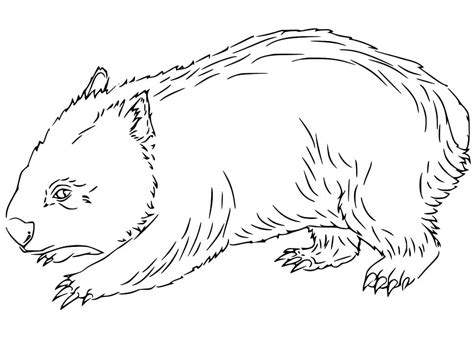 wombat walking coloring page  printable coloring pages  kids