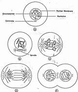 Cell Worksheet Cycle Drawing Paintingvalley sketch template